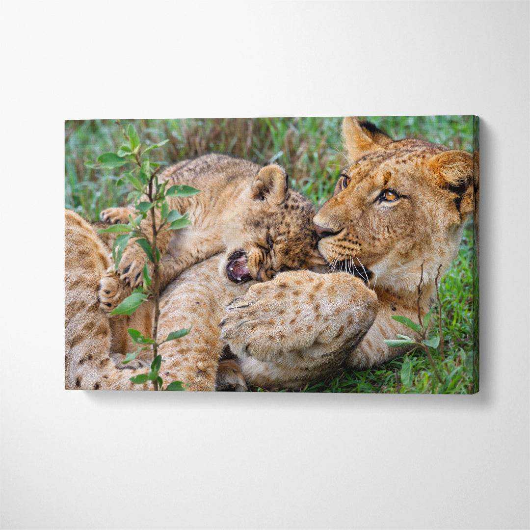 Lions Playing in Kenya Lake Nakuru National Park Canvas Print ArtLexy 1 Panel 24"x16" inches 