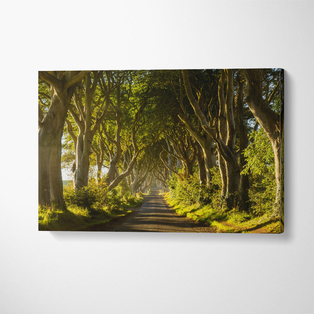 Dark Hedges Tree Tunnel Northern Ireland Canvas Print ArtLexy   