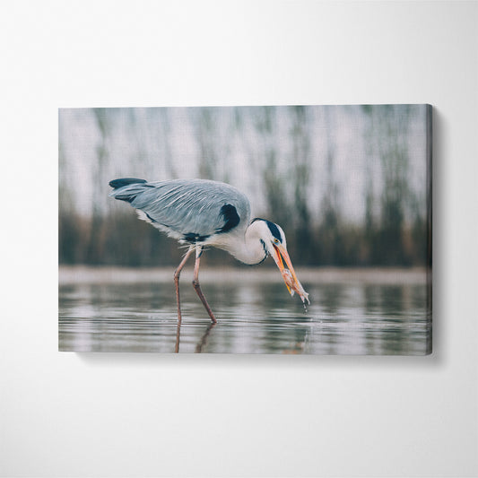 Grey Heron Fishing on Lake Canvas Print ArtLexy 1 Panel 24"x16" inches 