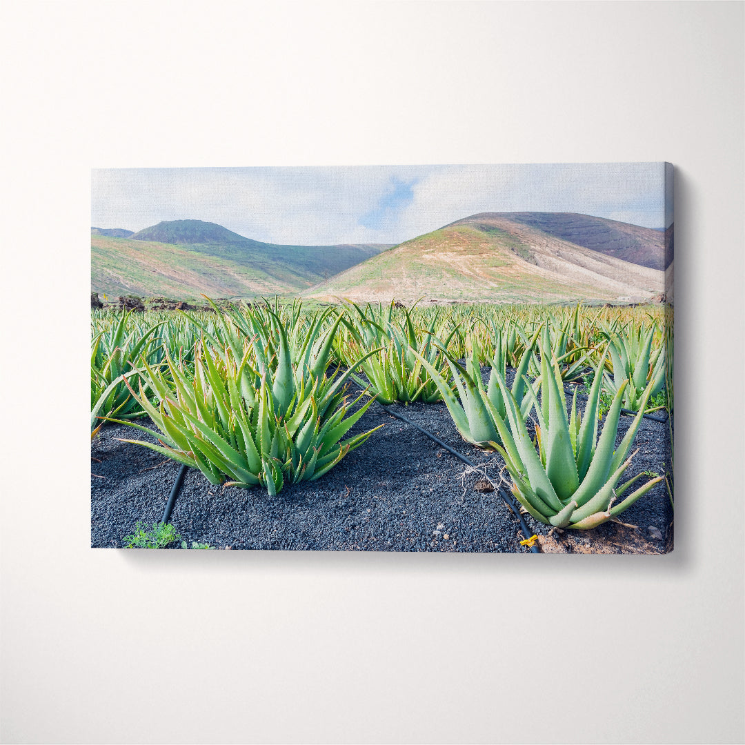 Aloe Vera Plantation in Lanzarote Canary Islands Spain Canvas Print ArtLexy   
