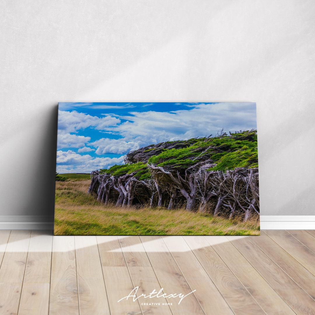 Slope Point Forest Canvas Print ArtLexy   