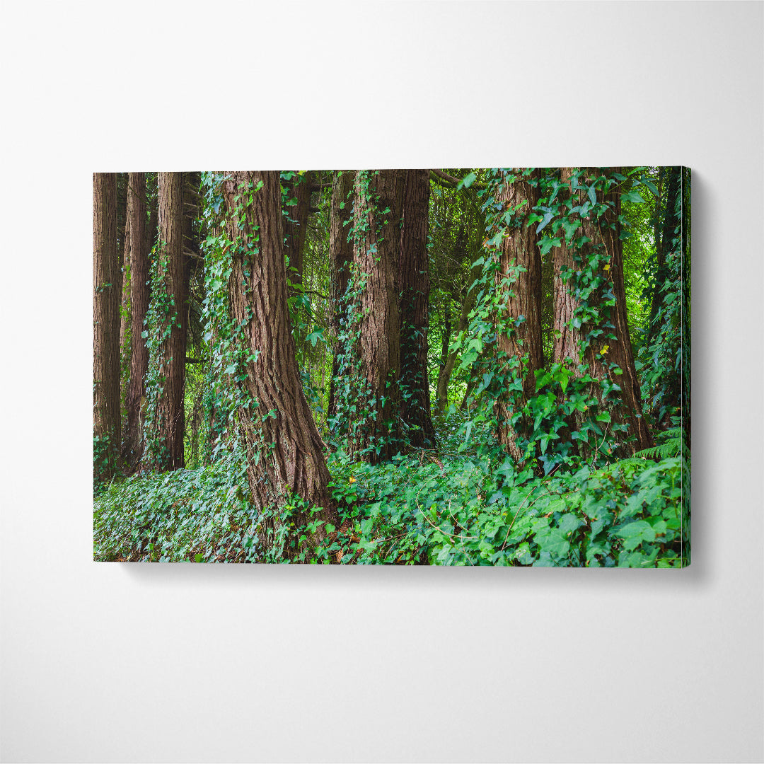 Big Trees in Portugal Forest Canvas Print ArtLexy 1 Panel 24"x16" inches 