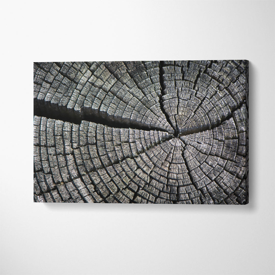 Old Cracked Log Canvas Print ArtLexy 1 Panel 24"x16" inches 