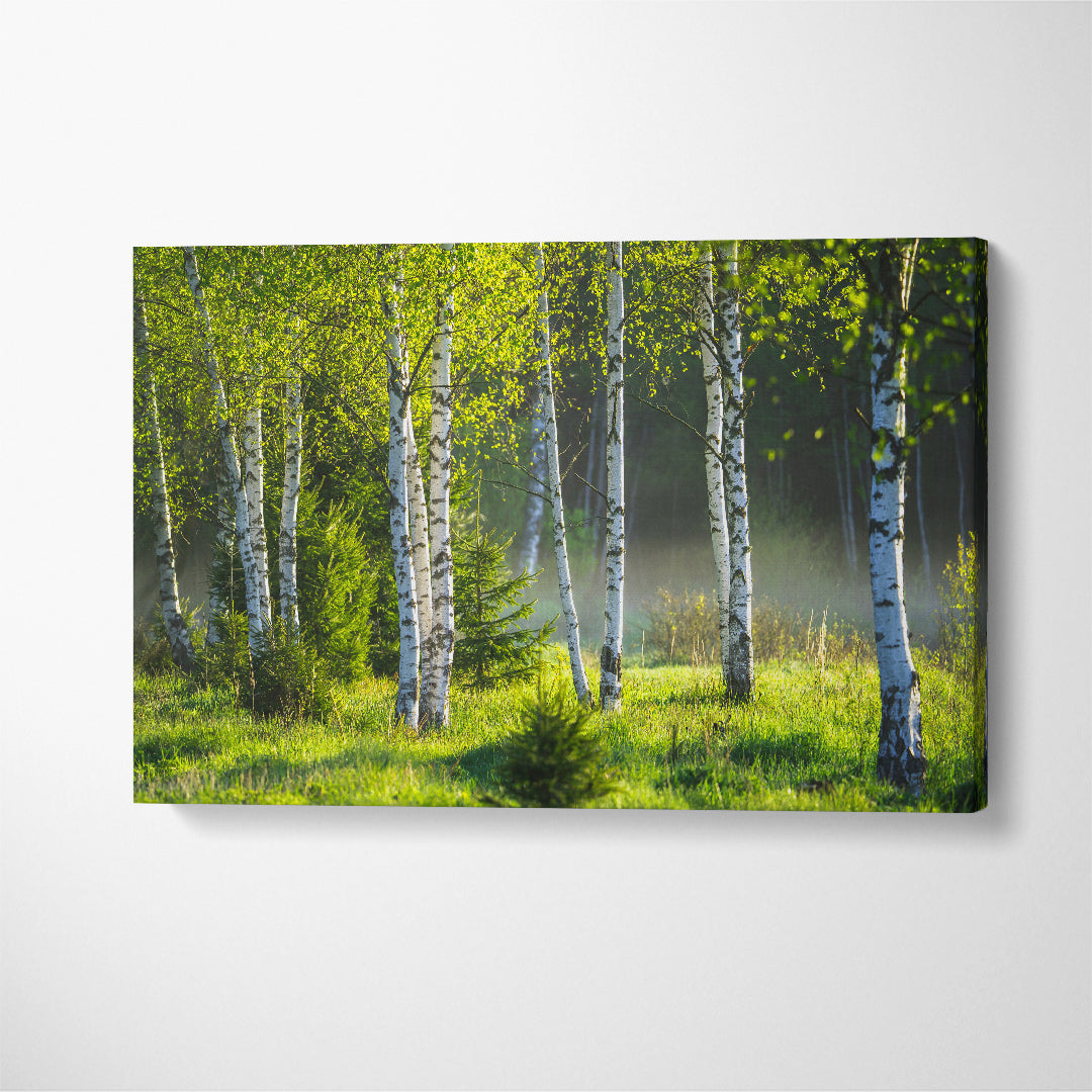 Birch Grove Canvas Print ArtLexy 1 Panel 24"x16" inches 