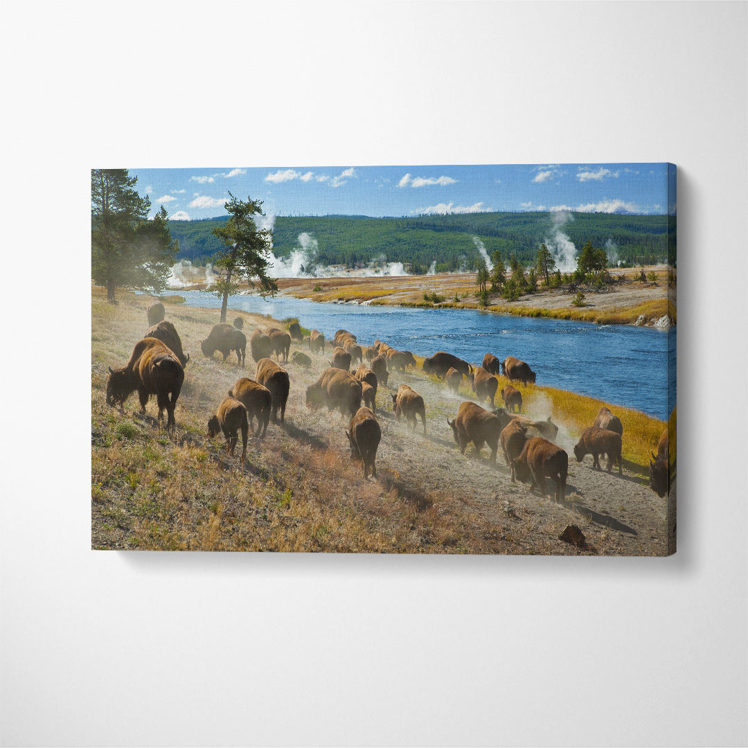 Herd of Bison in Yellowstone National Park Canvas Print ArtLexy 1 Panel 24"x16" inches 