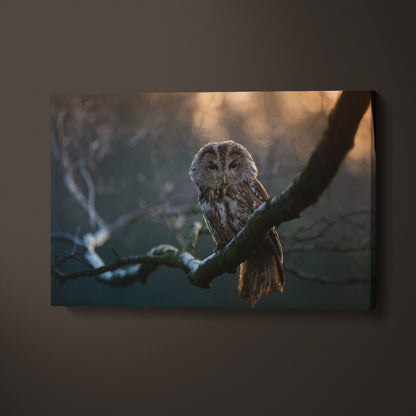 Tawny Owl Portrait Canvas Print ArtLexy 1 Panel 24"x16" inches 