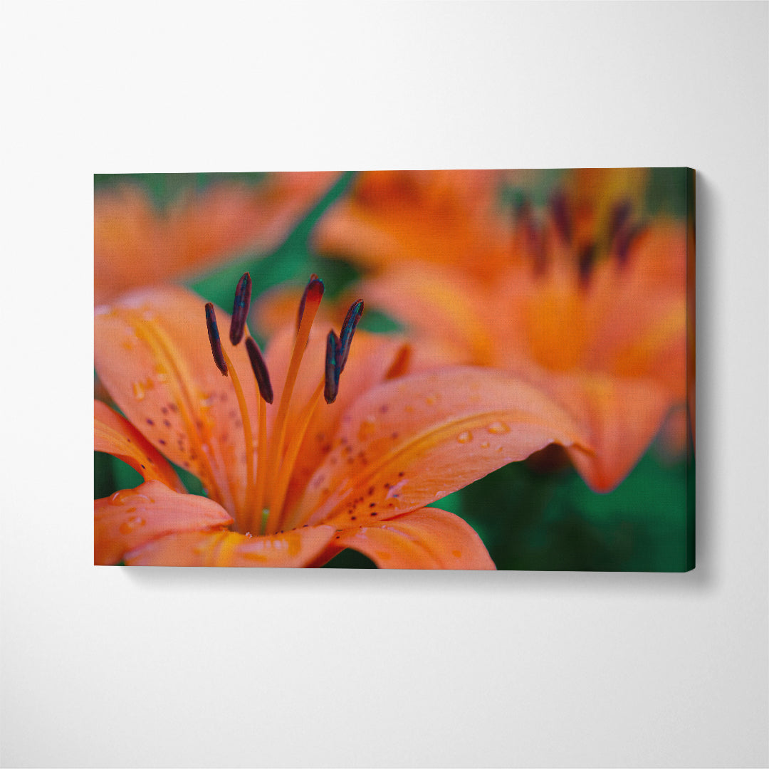 Lily Flowers Canvas Print ArtLexy 1 Panel 24"x16" inches 
