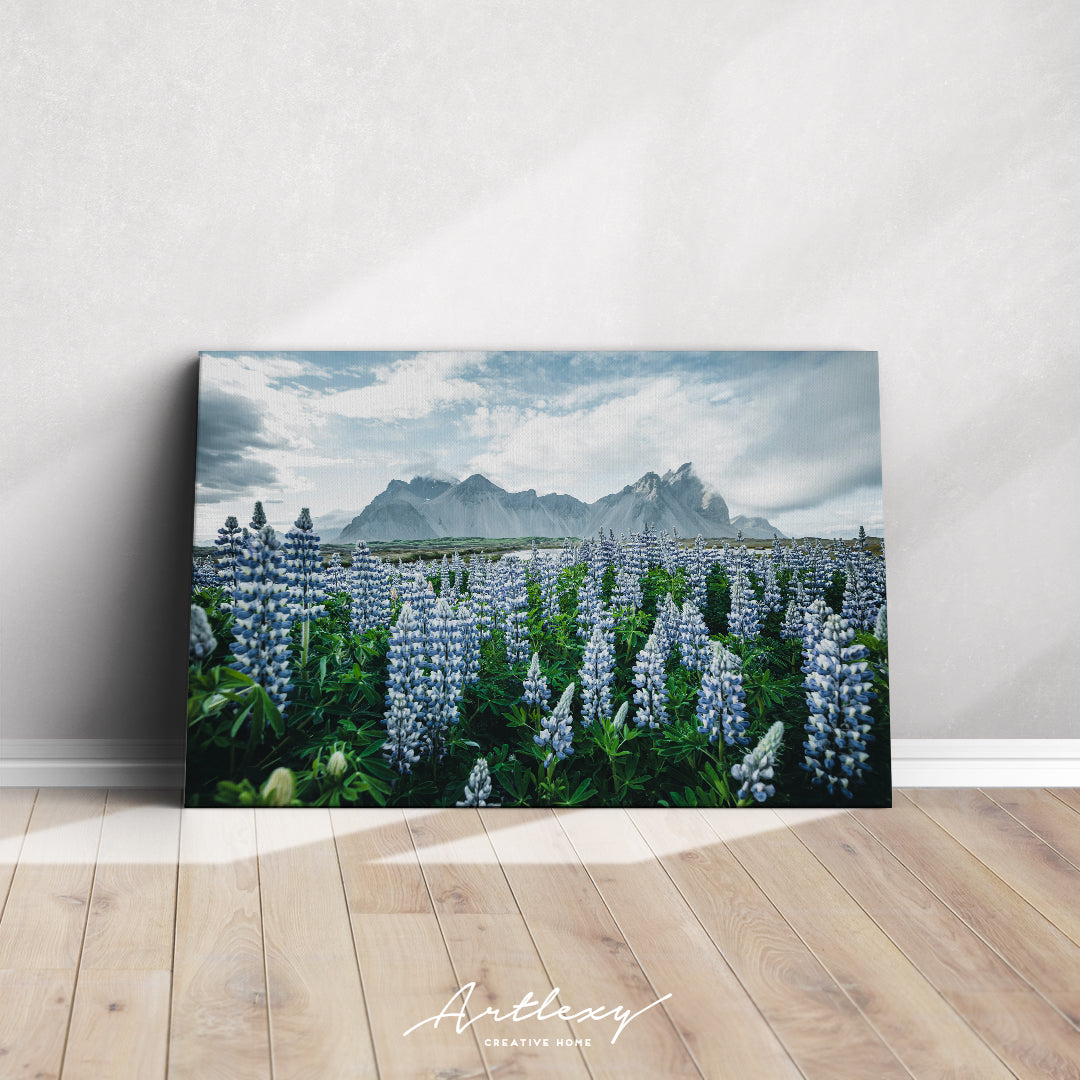 Vestrahorn (Batman Mountain) with Blooming Lupine Flowers Canvas Print ArtLexy   