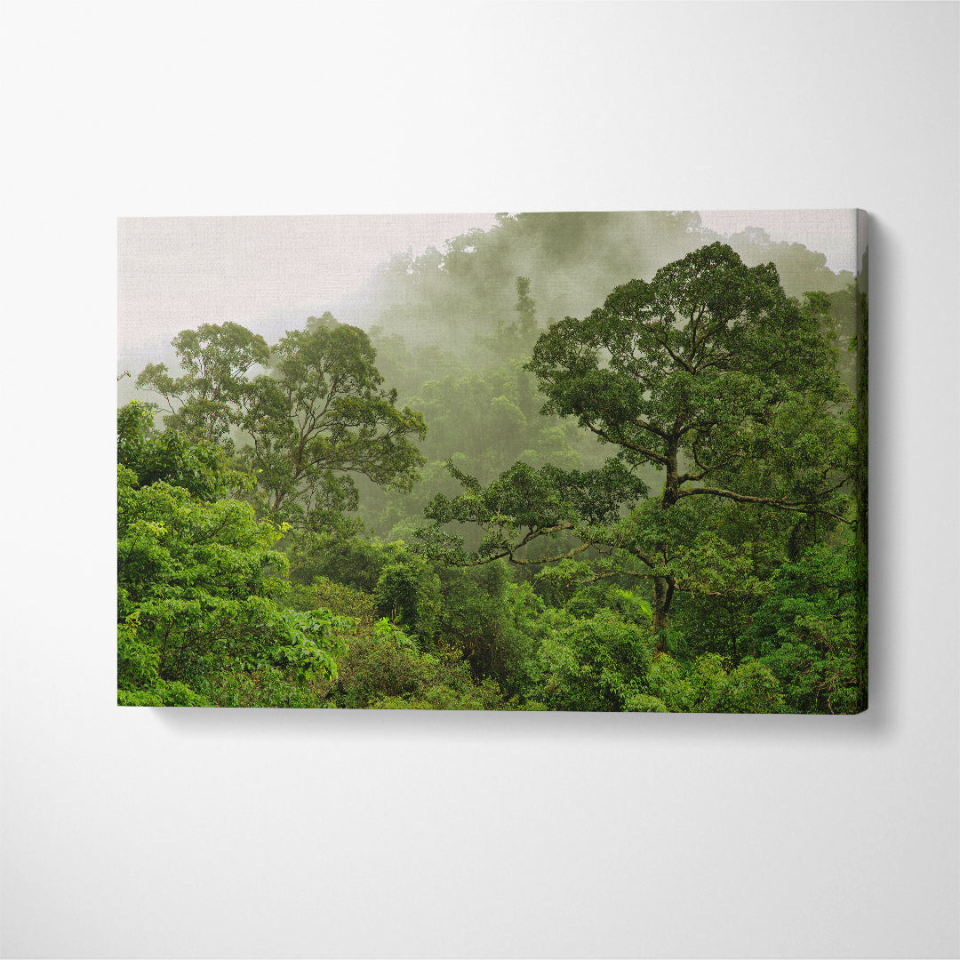 Rainforest Queensland Australia Canvas Print ArtLexy 1 Panel 24"x16" inches 