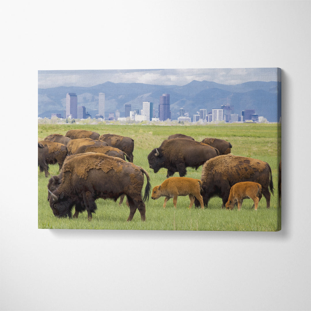 Buffalo Herd near Denver Canvas Print ArtLexy 1 Panel 24"x16" inches 