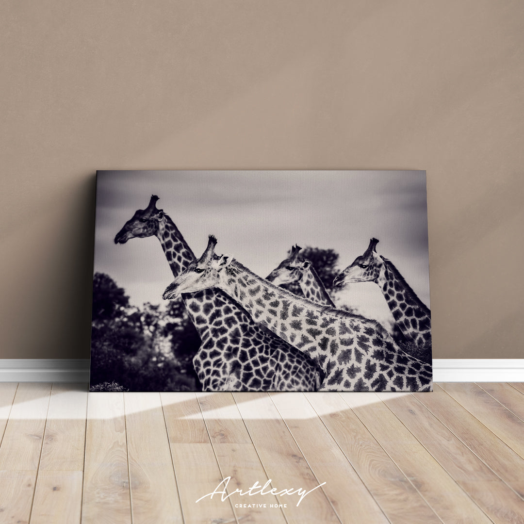 Giraffes in Black and White Canvas Print ArtLexy   