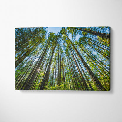 Beautiful Forest in Washington State Canvas Print ArtLexy 1 Panel 24"x16" inches 