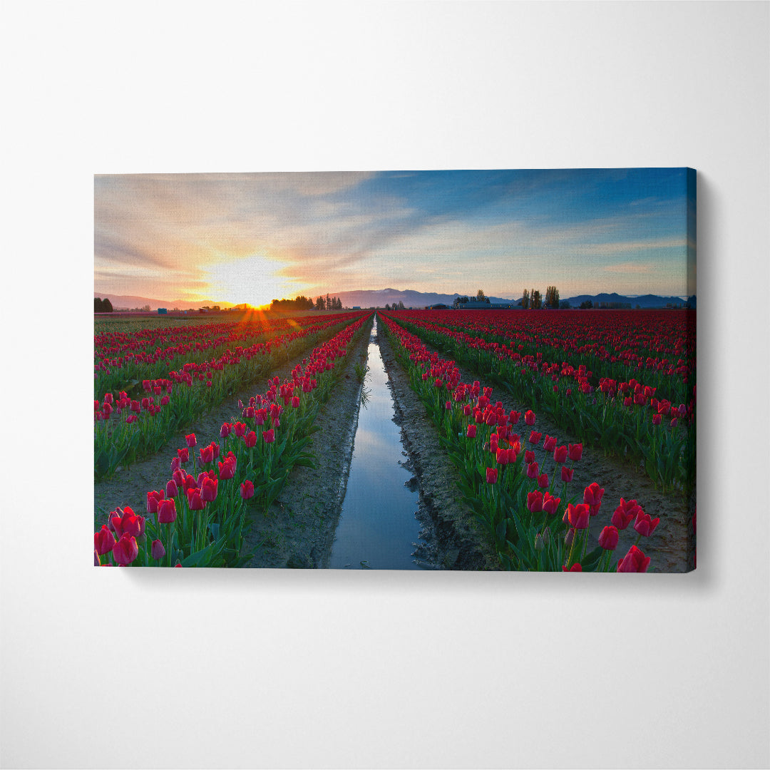 Skagit Valley Tulip Festival Washington Canvas Print ArtLexy 1 Panel 24"x16" inches 