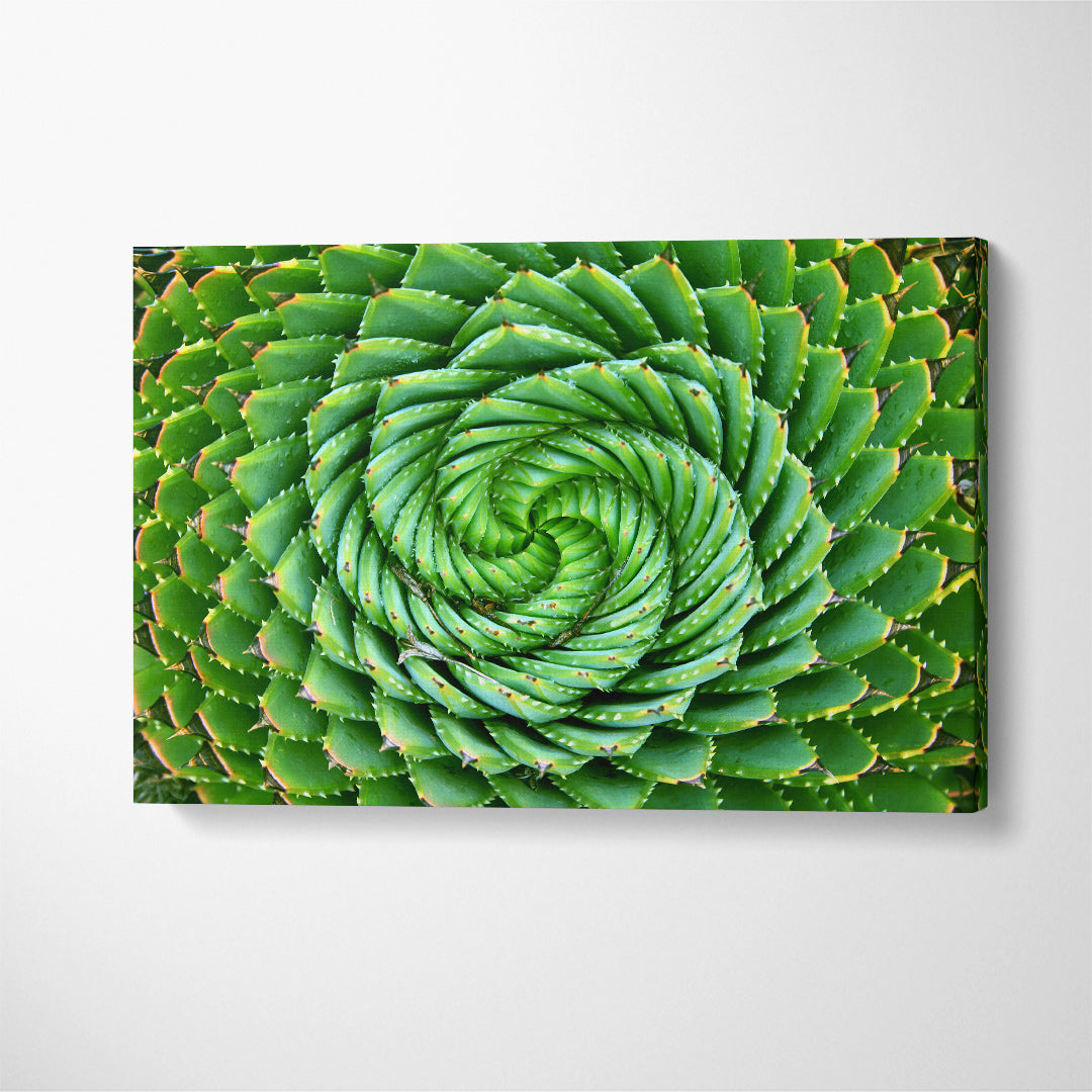 Spiral Aloe Canvas Print ArtLexy 1 Panel 24"x16" inches 