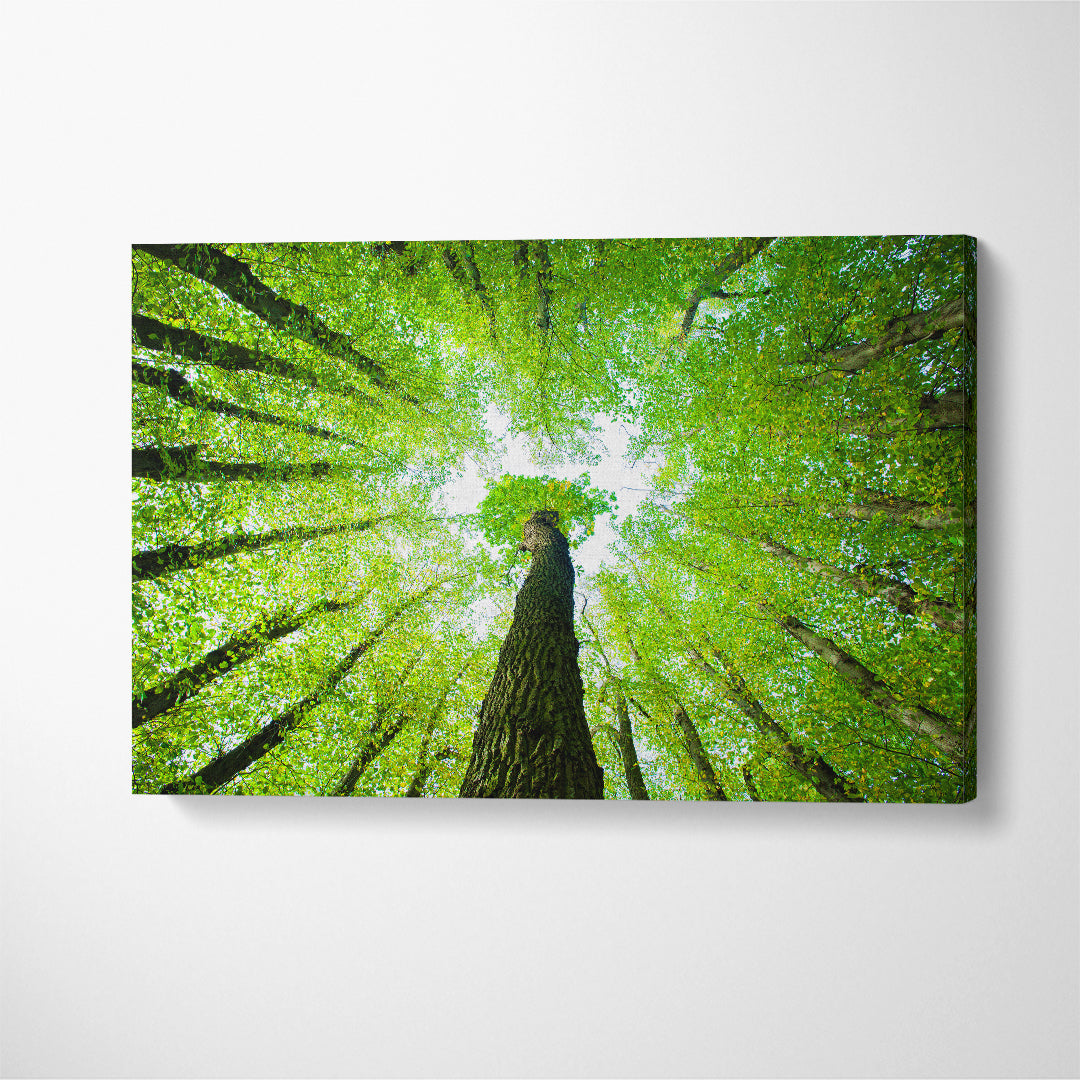Green Forest of Oak and Lime Trees Canvas Print ArtLexy 1 Panel 24"x16" inches 