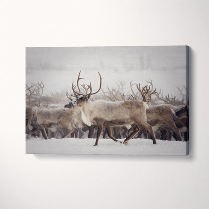 Herd of Reindeer Canvas Print ArtLexy 1 Panel 24"x16" inches 
