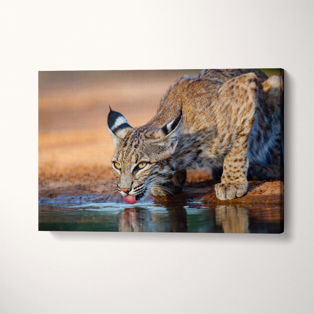 Wild Bobcat (Lynx rufus) Canvas Print ArtLexy 1 Panel 24"x16" inches 