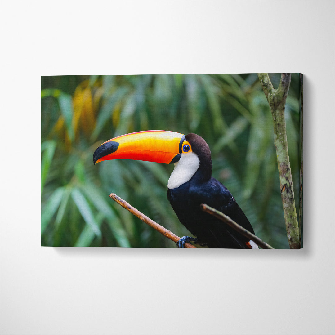 Toco Toucan in Natural Habitat Brazil Canvas Print ArtLexy 1 Panel 24"x16" inches 