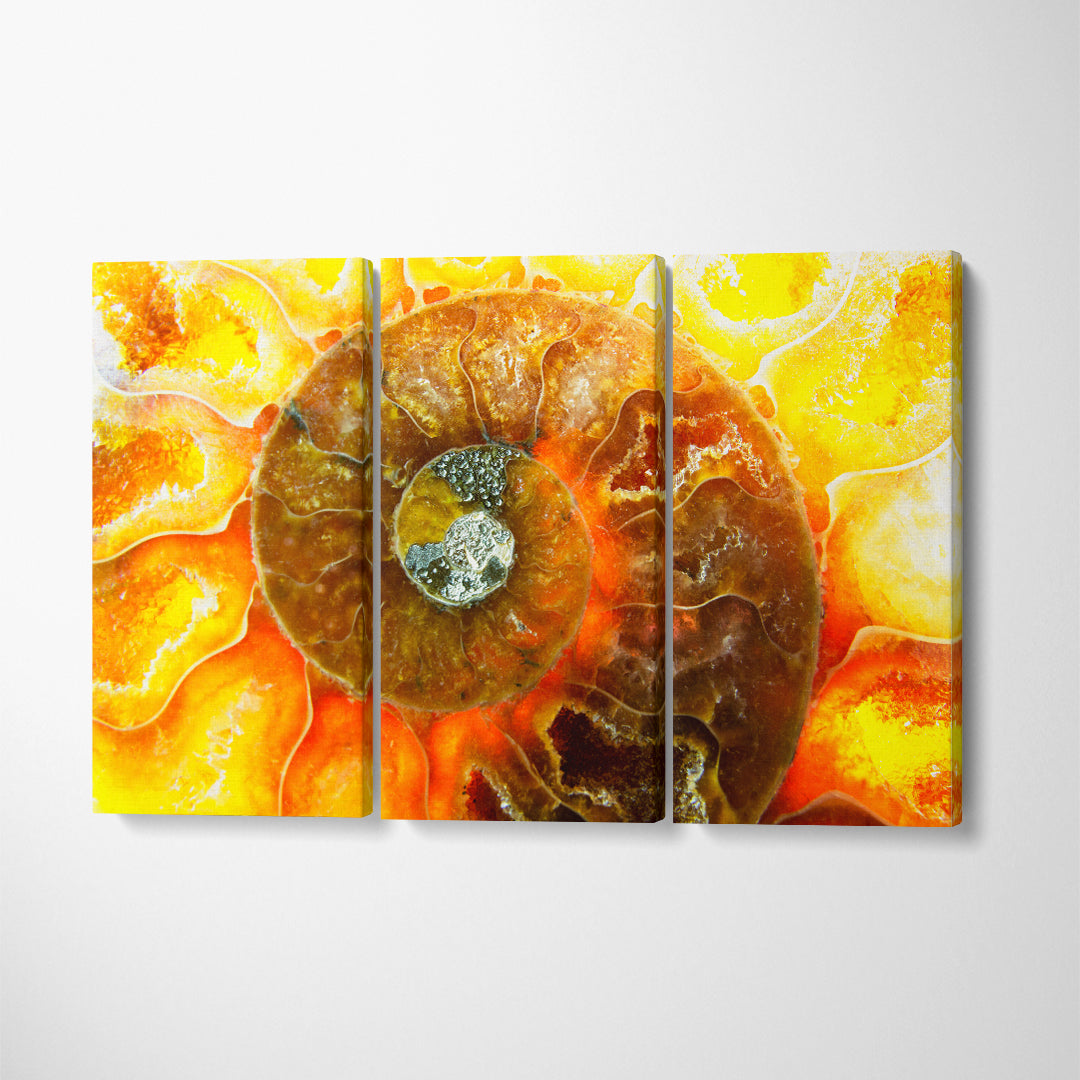 Cephalopod Fossil Canvas Print ArtLexy 3 Panels 36"x24" inches 