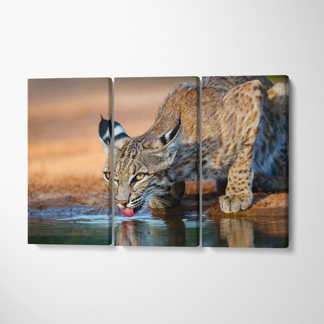 Wild Bobcat (Lynx rufus) Canvas Print ArtLexy 3 Panels 36"x24" inches 