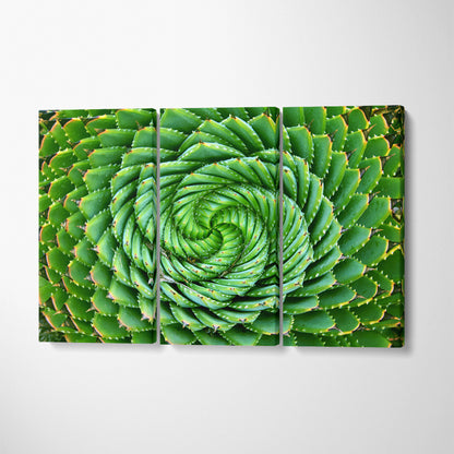 Spiral Aloe Canvas Print ArtLexy 3 Panels 36"x24" inches 
