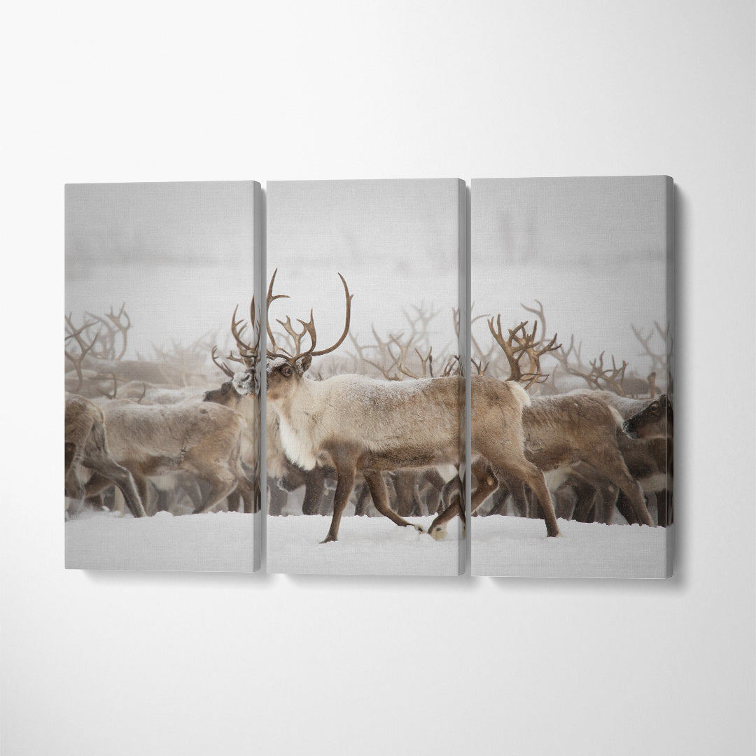 Herd of Reindeer Canvas Print ArtLexy   