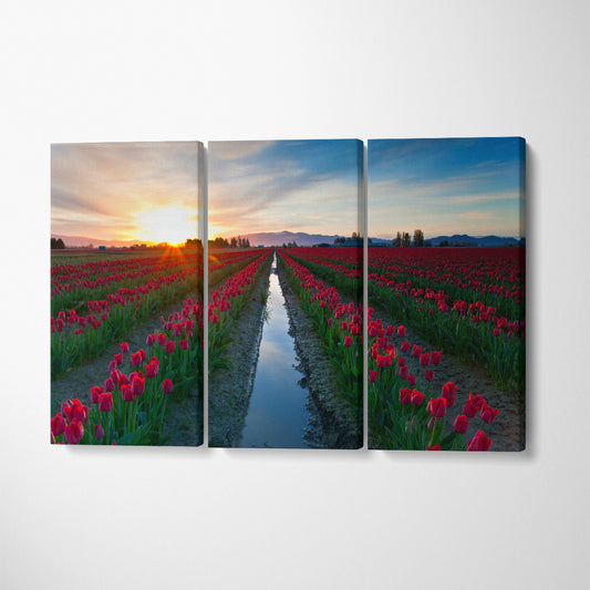 Skagit Valley Tulip Festival Washington Canvas Print ArtLexy 3 Panels 36"x24" inches 
