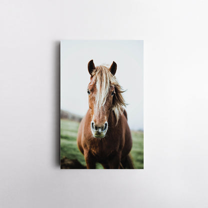 Wild Horse Canvas Print ArtLexy   