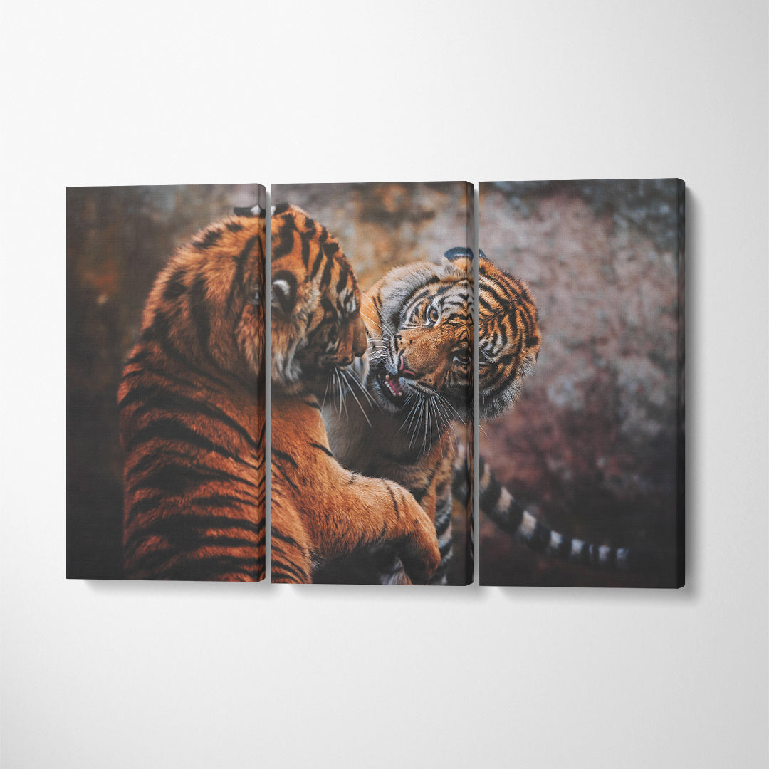 Two Sumatran Tiger Fighting Canvas Print ArtLexy 3 Panels 36"x24" inches 