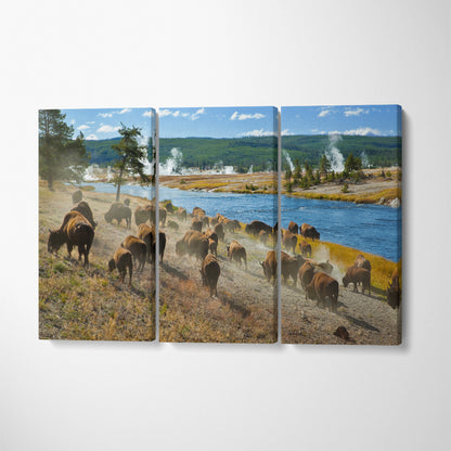 Herd of Bison in Yellowstone National Park Canvas Print ArtLexy 3 Panels 36"x24" inches 