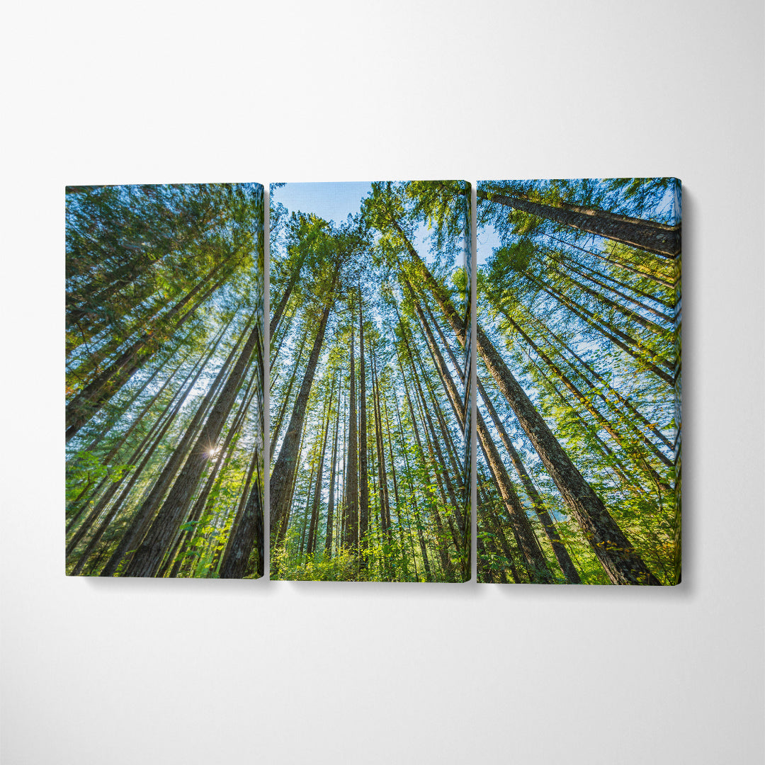 Beautiful Forest in Washington State Canvas Print ArtLexy 3 Panels 36"x24" inches 