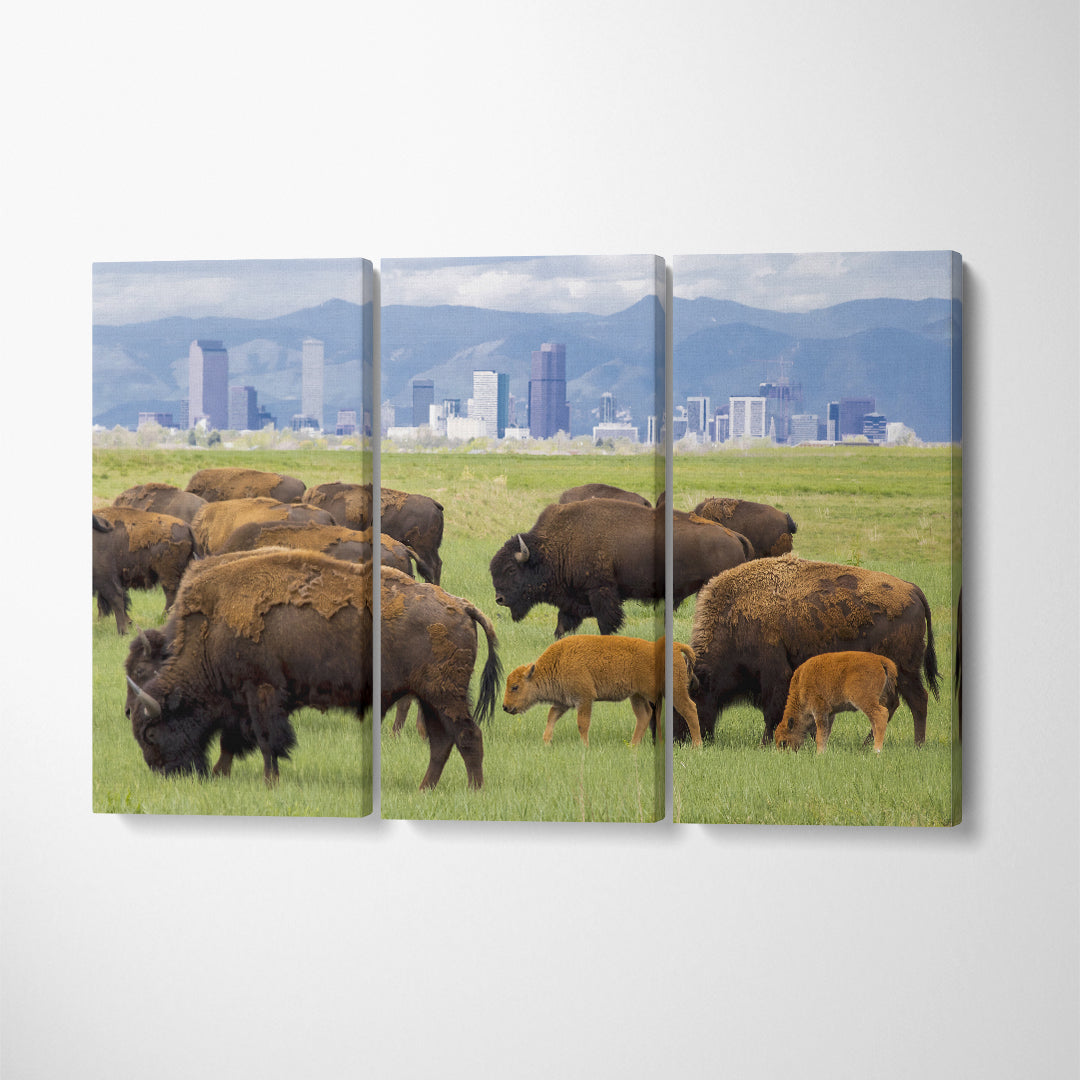 Buffalo Herd near Denver Canvas Print ArtLexy 3 Panels 36"x24" inches 