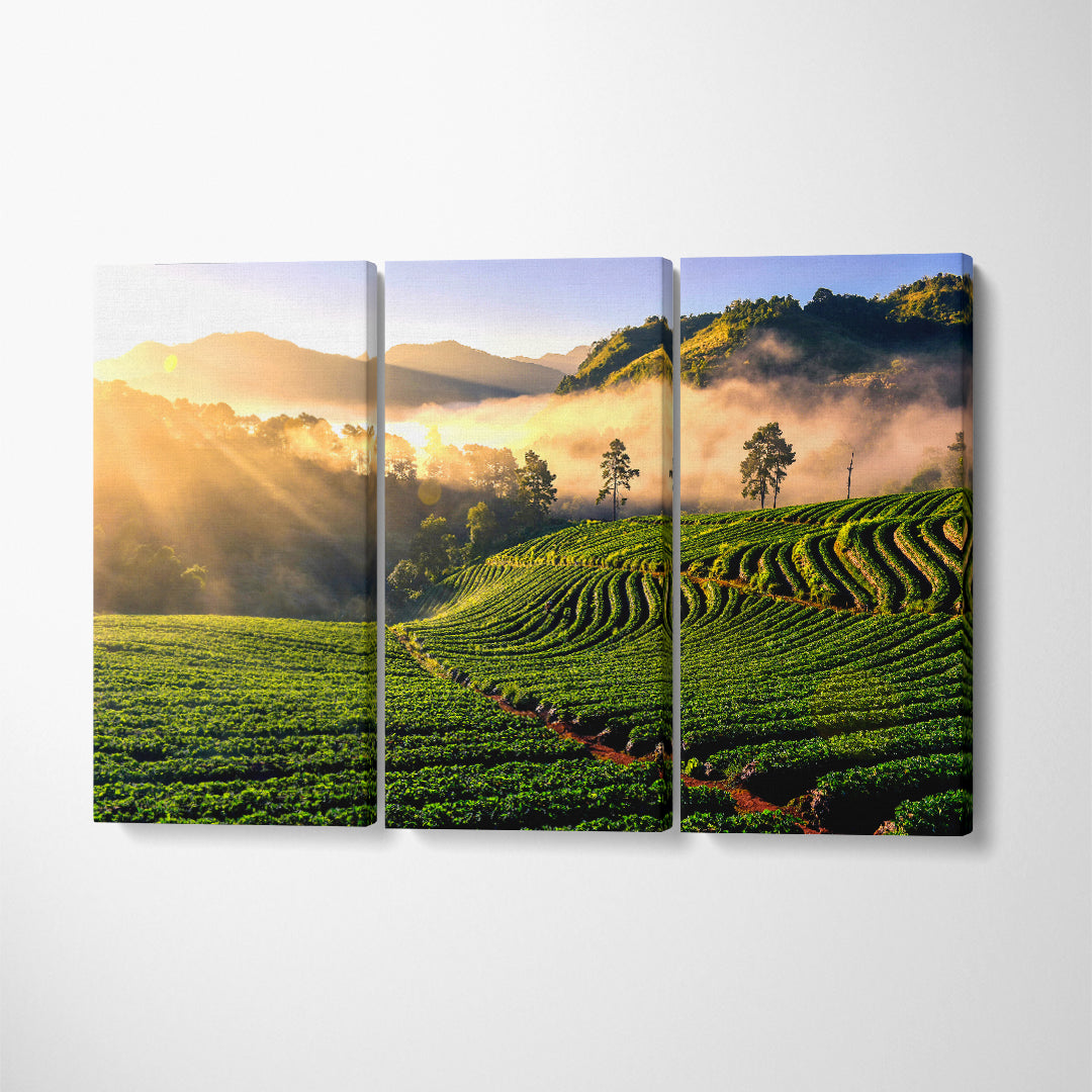 Amazing Landscape Strawberry Farm at Doi Ang Khang Thailand Canvas Print ArtLexy 3 Panels 36"x24" inches 