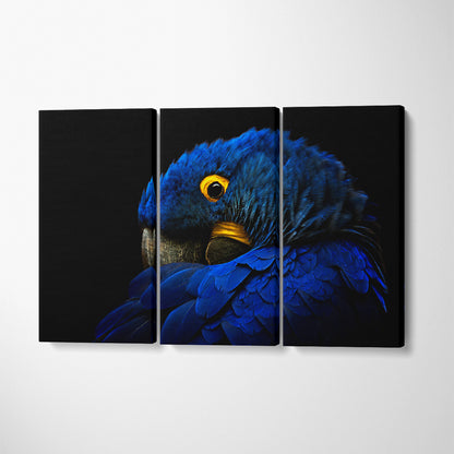 Hyacinth Macaw Portrait Canvas Print ArtLexy 3 Panels 36"x24" inches 