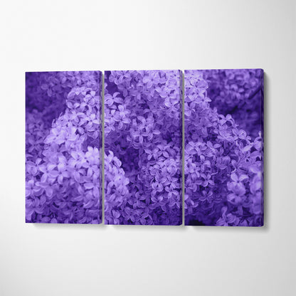 Blooming Lilac Flowers Canvas Print ArtLexy   