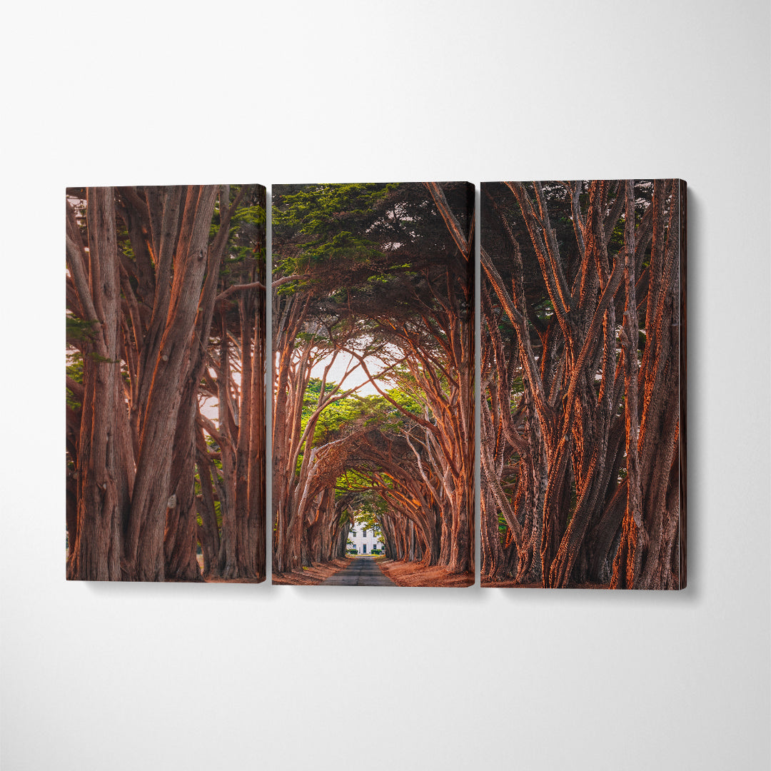 Cypress Tree Tunnel at Point Reyes National Seashore California Canvas Print ArtLexy 3 Panels 36"x24" inches 