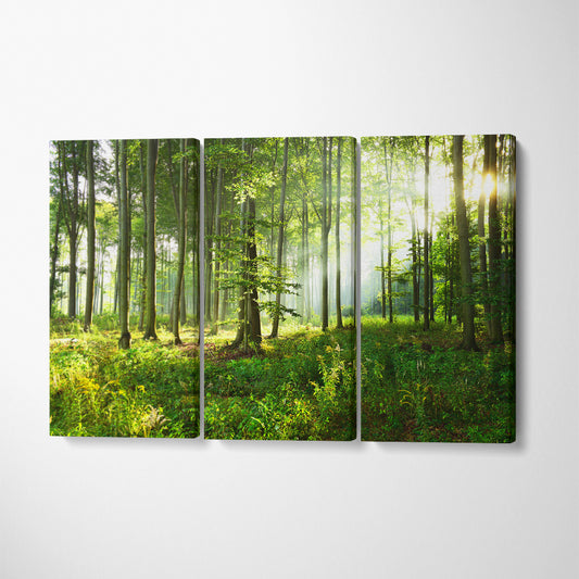 Sunny Morning in Forest Canvas Print ArtLexy 3 Panels 36"x24" inches 