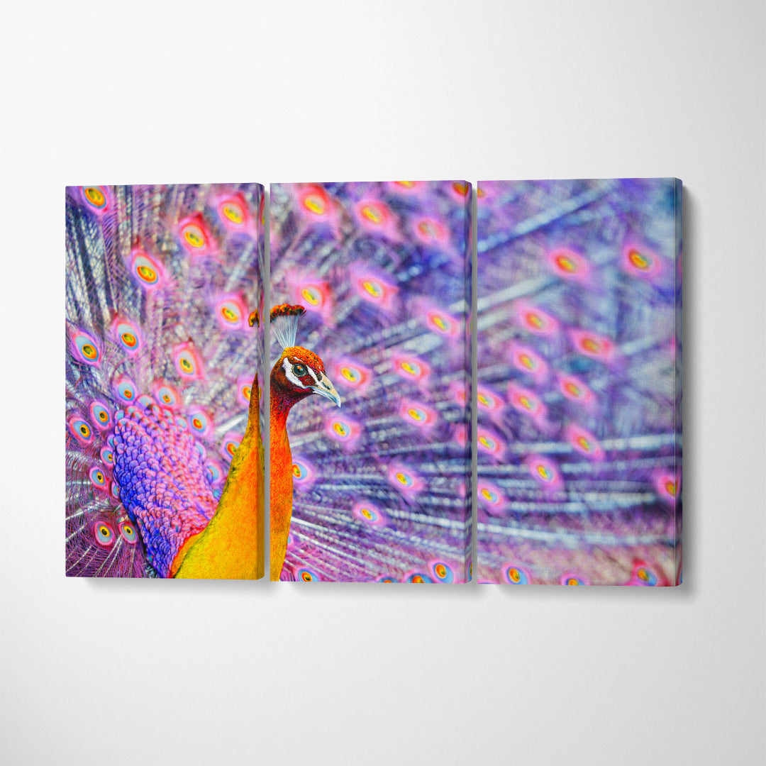 Amazing Peacock Canvas Print ArtLexy 3 Panels 36"x24" inches 