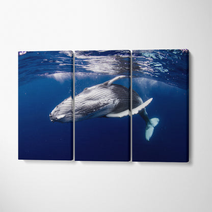 Humpback Whale Underwater Canvas Print ArtLexy   