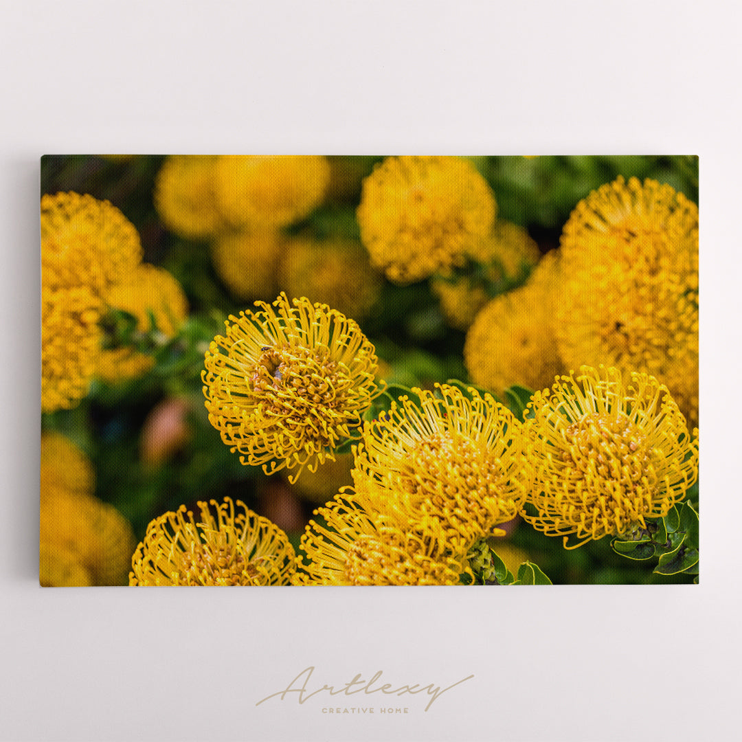 Yellow Protea Flowers Canvas Print ArtLexy   