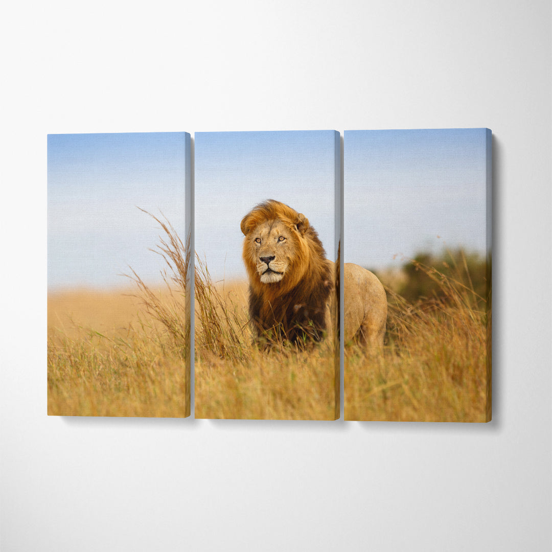 Wild Lion in Kenya Canvas Print ArtLexy   