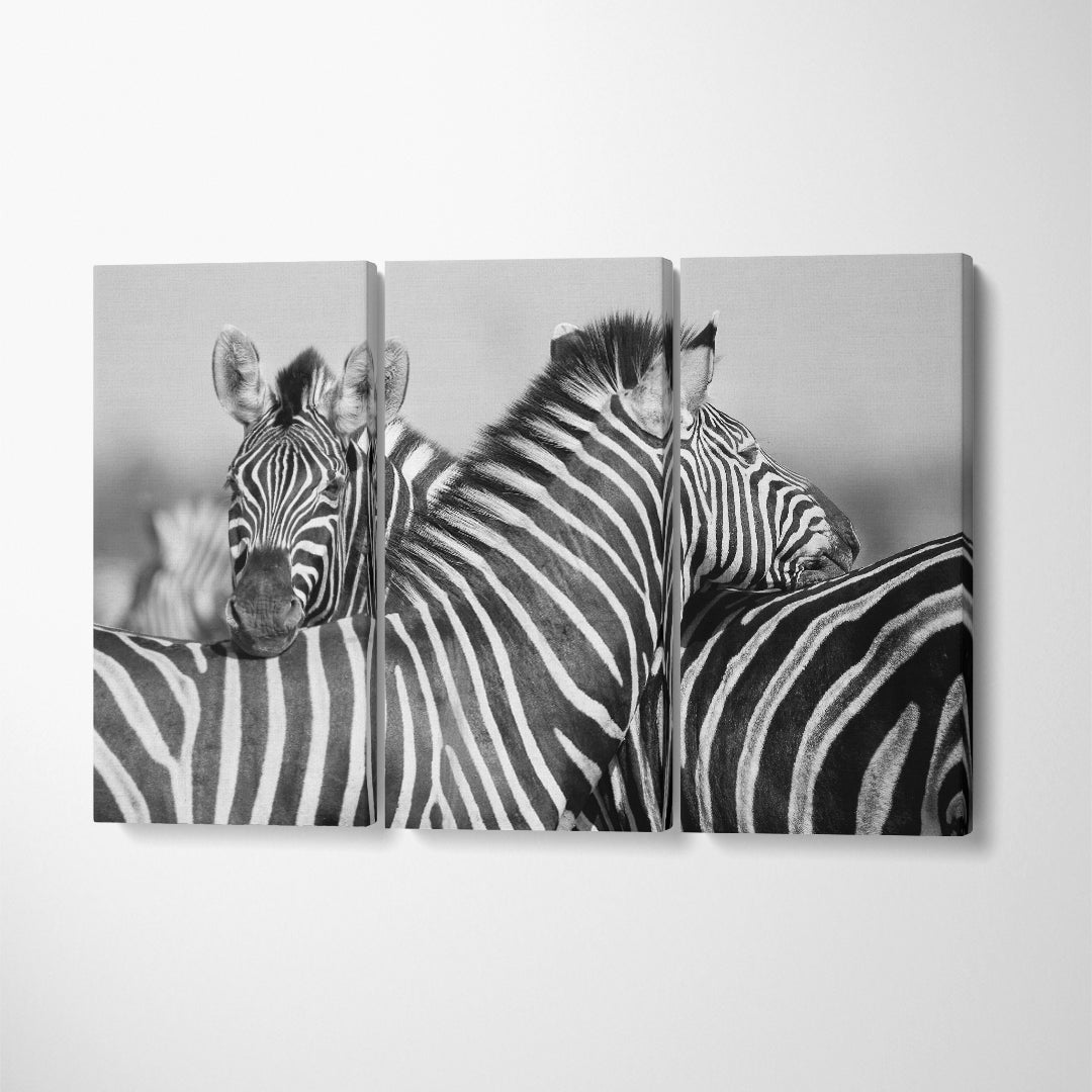 Zebra Couple in Black and White Canvas Print ArtLexy 3 Panels 36"x24" inches 