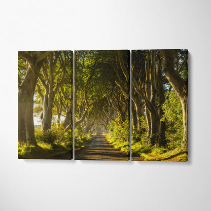 Dark Hedges Tree Tunnel Northern Ireland Canvas Print ArtLexy   