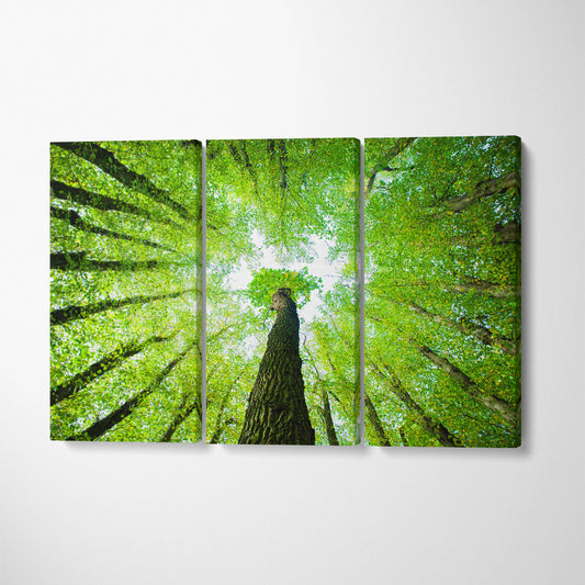 Green Forest of Oak and Lime Trees Canvas Print ArtLexy 3 Panels 36"x24" inches 