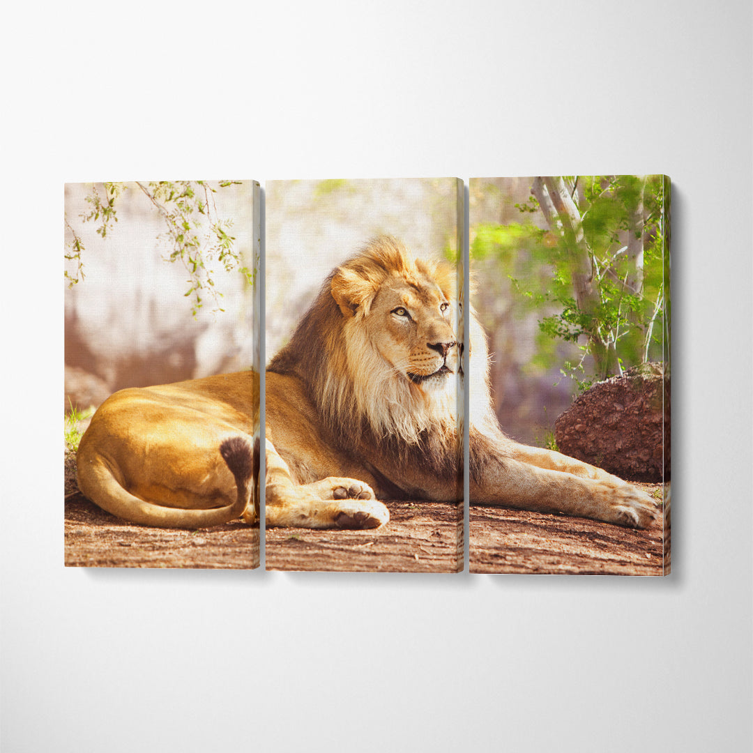 Beautiful Big African Lion Canvas Print ArtLexy 3 Panels 36"x24" inches 