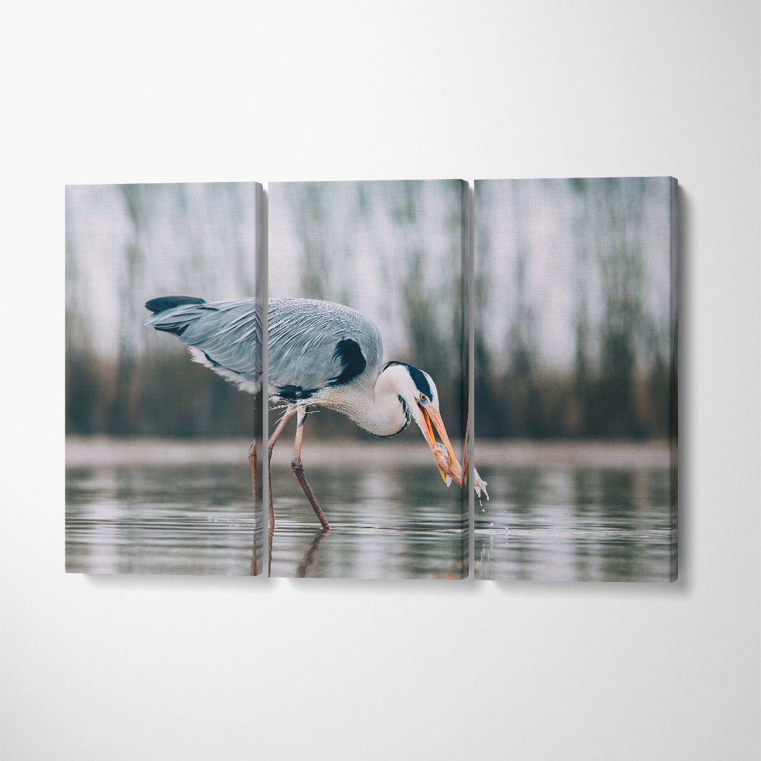 Grey Heron Fishing on Lake Canvas Print ArtLexy 3 Panels 36"x24" inches 