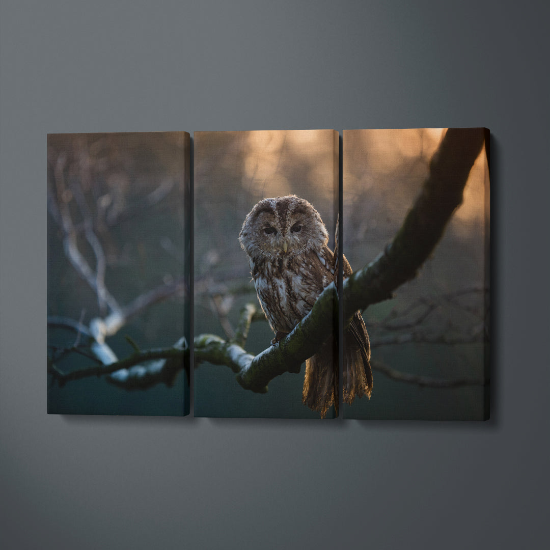 Tawny Owl Portrait Canvas Print ArtLexy 3 Panels 36"x24" inches 