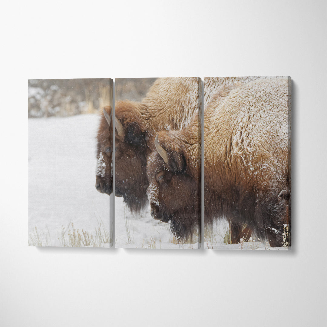Bison in Winter Yellowstone National Park Wyoming Canvas Print ArtLexy 3 Panels 36"x24" inches 