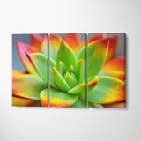 Echeveria Miranda Plant Canvas Print ArtLexy 3 Panels 36"x24" inches 