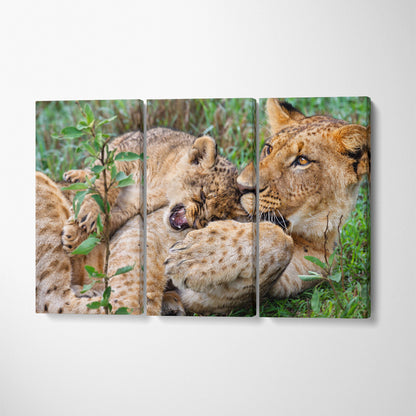 Lions Playing in Kenya Lake Nakuru National Park Canvas Print ArtLexy 3 Panels 36"x24" inches 
